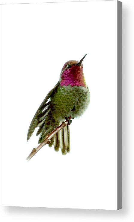 Patricia Sanders Acrylic Print featuring the photograph Hummingbird Portrait T1 by Her Arts Desire