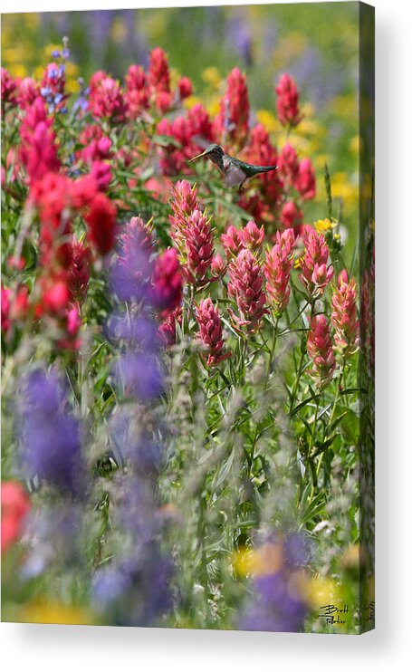 Wildflower Acrylic Print featuring the photograph Hummingbird with Wildflowers by Brett Pelletier