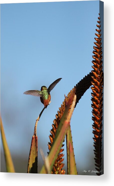 Hummingbird Acrylic Print featuring the photograph Hummingbird Yoga by Amy Gallagher