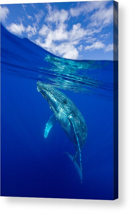 Hawaii Acrylic Print featuring the photograph Humpback Whale With Clouds by David Olsen