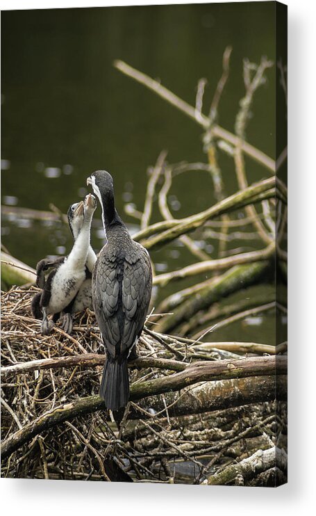 Pied Shag Acrylic Print featuring the photograph Hungry Pied Shag Chicks by Racheal Christian