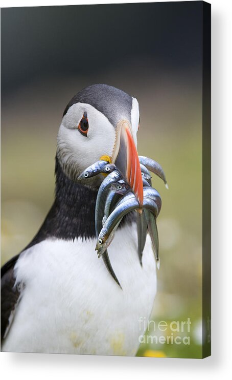 Atlantic Acrylic Print featuring the photograph Hungry Puffin by Tim Gainey