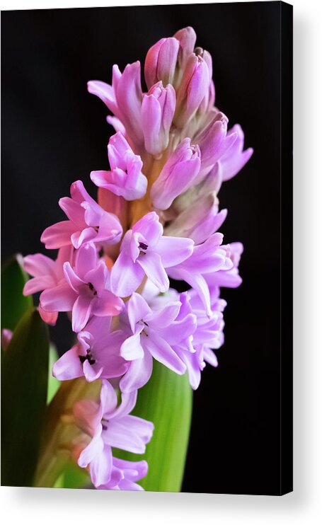 Hyacinth Acrylic Print featuring the photograph Hyacinth by Cristina Stefan