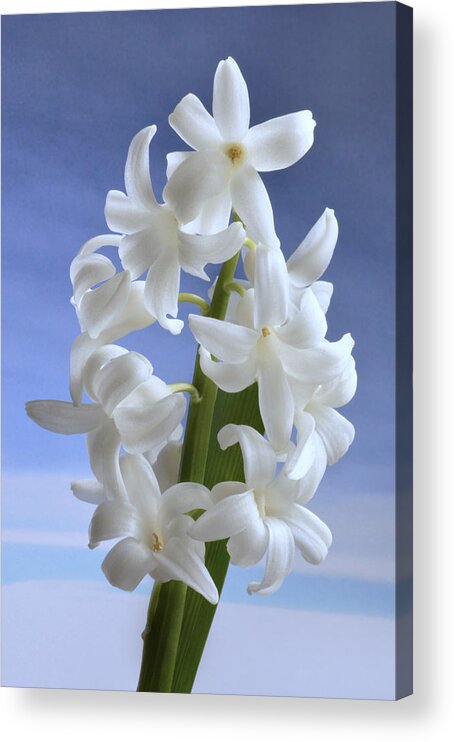 Hyacinth Acrylic Print featuring the photograph Hyacinth. by Terence Davis