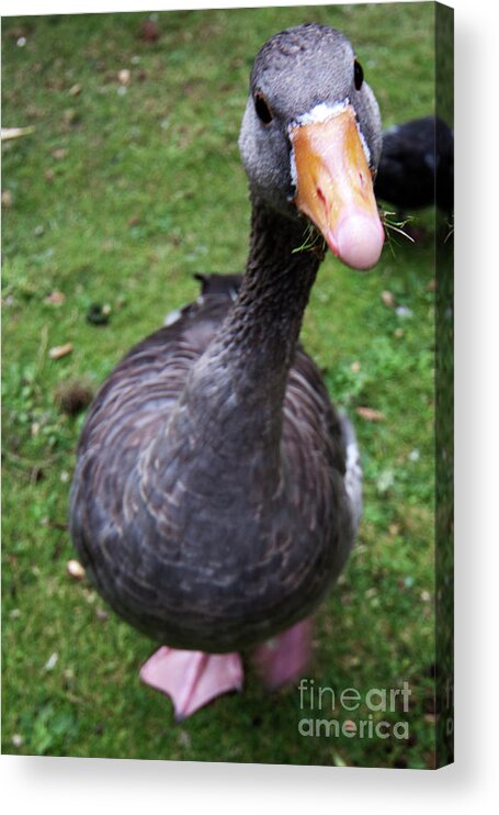 Hyde Acrylic Print featuring the photograph Hyde Park goose by Agusti Pardo Rossello
