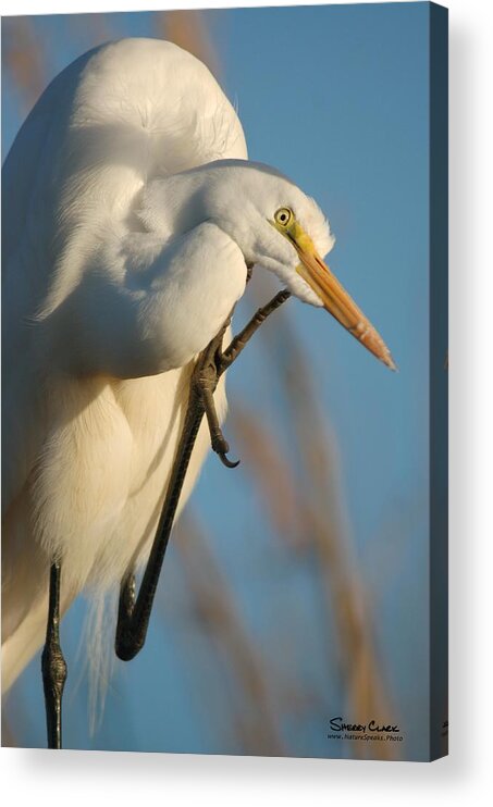  Acrylic Print featuring the photograph I have it Pretty Easy by Sherry Clark