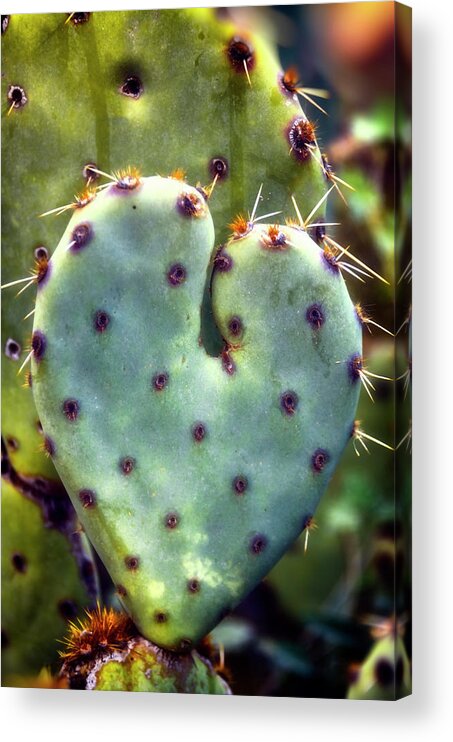 Prickly Pear Cactus Acrylic Print featuring the photograph I Heart Prickly by Saija Lehtonen