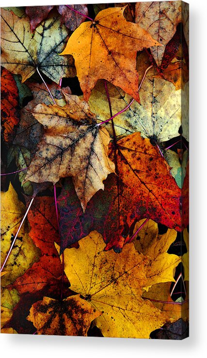 Fall Color Acrylic Print featuring the photograph I Love Fall 2 by Joanne Coyle