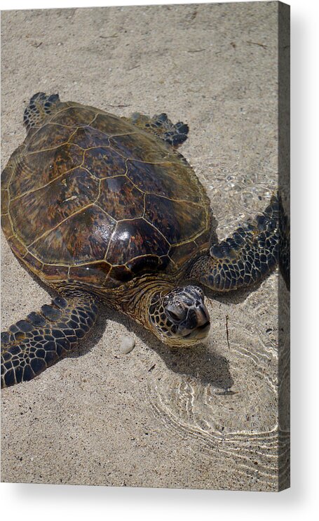 Turtle Acrylic Print featuring the photograph I need some Air by Pamela Walton