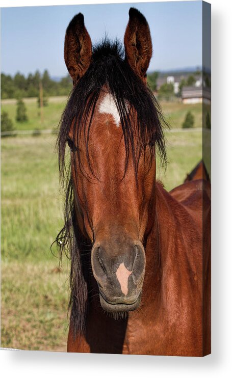 Equine Acrylic Print featuring the photograph I'm Here by Alana Thrower