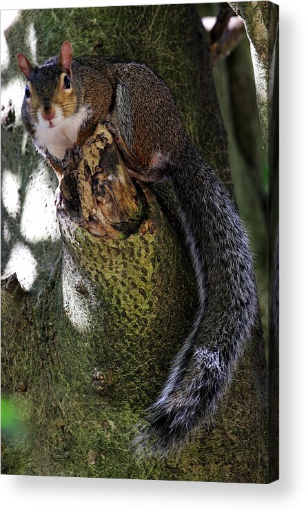 Grey Squirrel Acrylic Print featuring the photograph I'm Invisible by Jennifer Robin