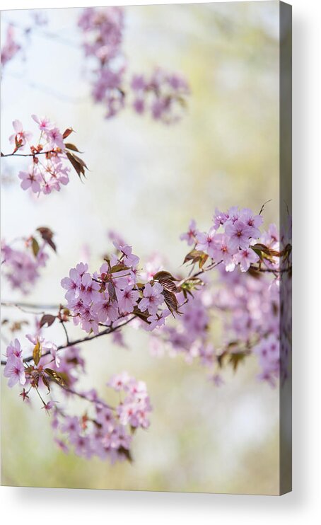 Jenny Rainbow Fine Art Photography Acrylic Print featuring the photograph In Bloom. Spring Watercolors by Jenny Rainbow