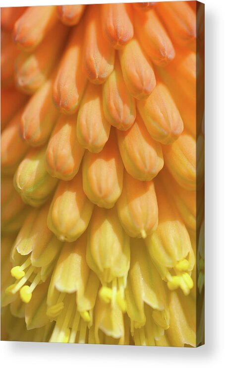 Jenny Rainbow Fine Art Photography Acrylic Print featuring the photograph In Full Bloom. Kniphofia Flower Abstract by Jenny Rainbow