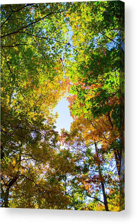 Fall Acrylic Print featuring the photograph In Many Colors by Parker Cunningham