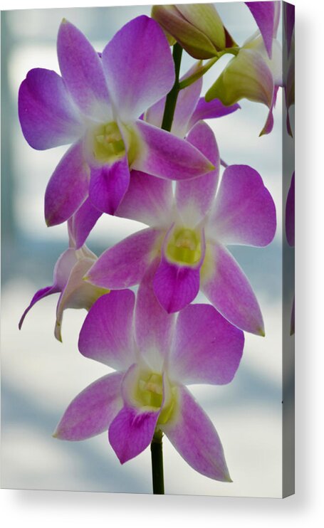 Orchid Acrylic Print featuring the photograph Innocent Beauties by Melanie Moraga