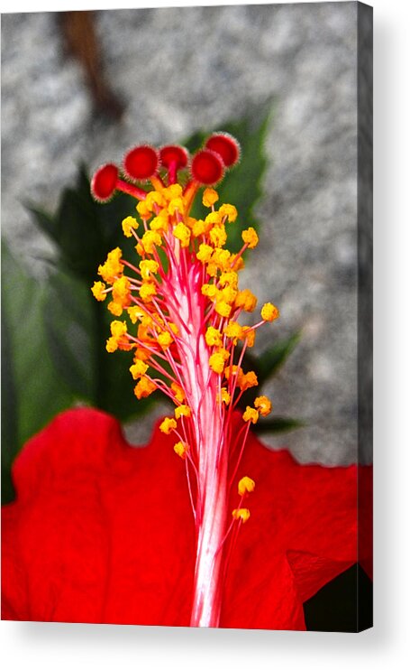 Hibiscus Acrylic Print featuring the photograph Inside Out of the Hibiscus by Judy Hall-Folde