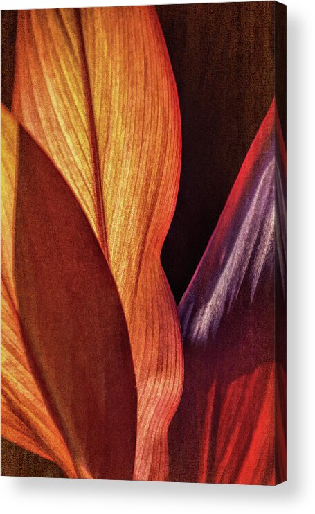 Tropical Leaves Acrylic Print featuring the photograph Interweaving Leaves I by Leda Robertson