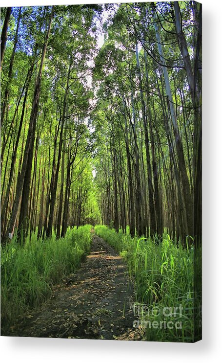 Forest Acrylic Print featuring the photograph Into The Forest by DJ Florek