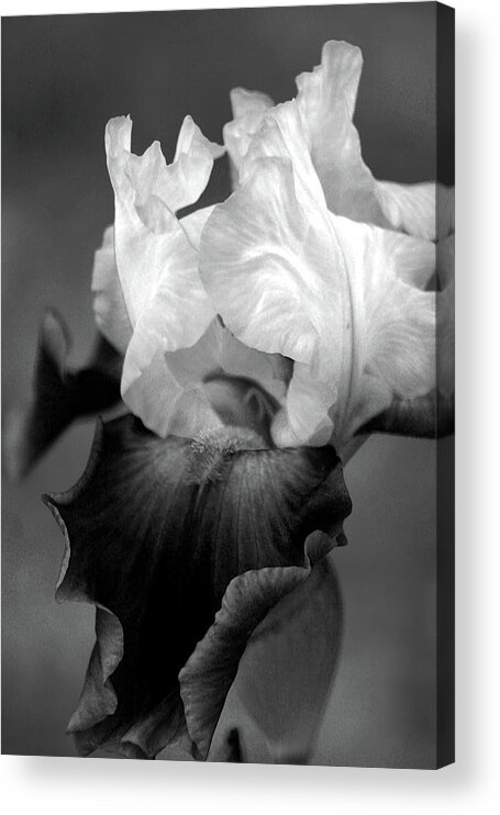 Bw Acrylic Print featuring the photograph Iris 6621 H_5 by Steven Ward