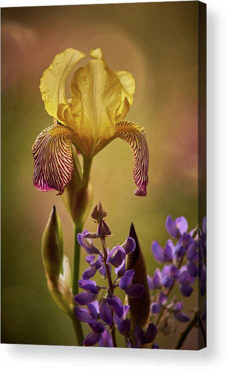 Iris Acrylic Print featuring the photograph Iris 7 by Loni Collins