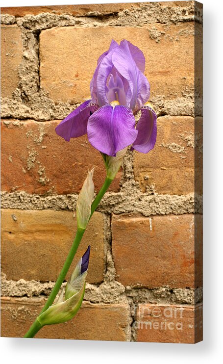 Purple Iris Acrylic Print featuring the photograph Iris and The Wall by Steve Augustin