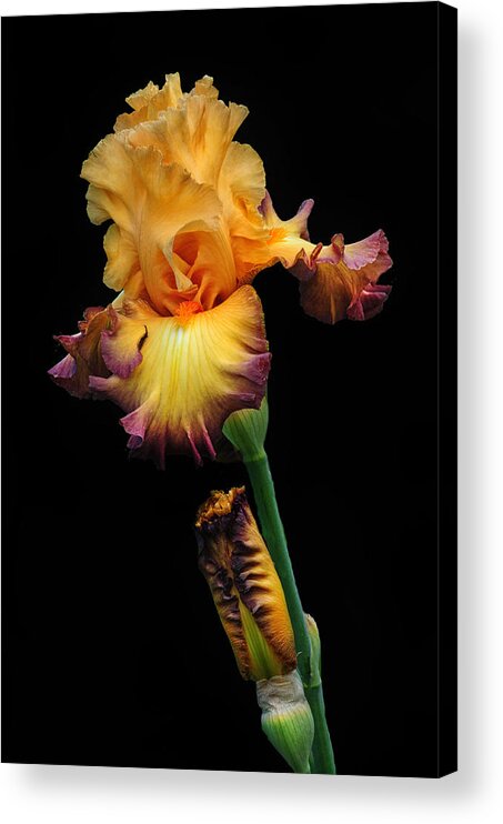 Iris Acrylic Print featuring the photograph Iris Beauty by Dave Mills