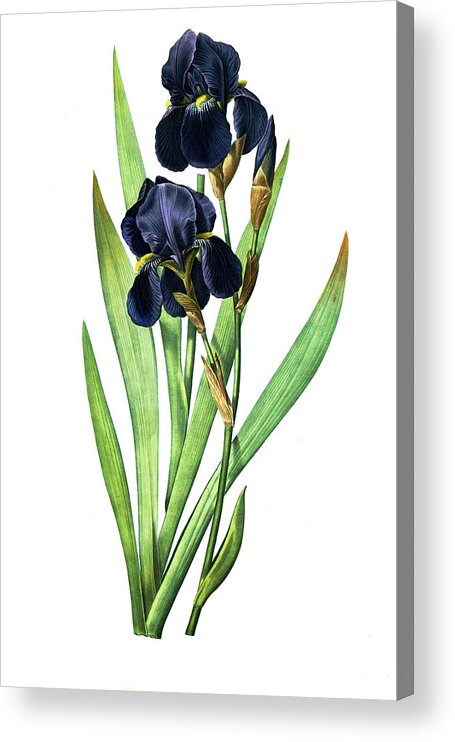 Floral Plant Acrylic Print featuring the photograph Iris Germanica by Tom Prendergast