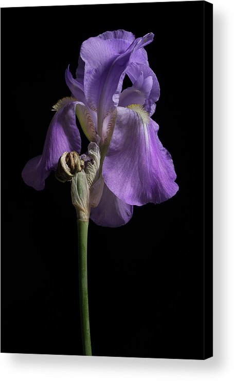 Purple Iris Acrylic Print featuring the photograph Iris Series 1 by Mike Eingle