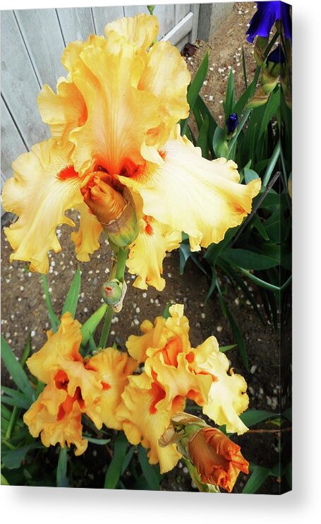 Iris Acrylic Print featuring the photograph Irises 15 by Ron Kandt