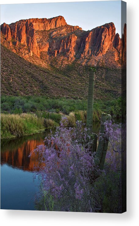  Acrylic Print featuring the photograph Ironwood and Saguaro vertical by Dave Dilli