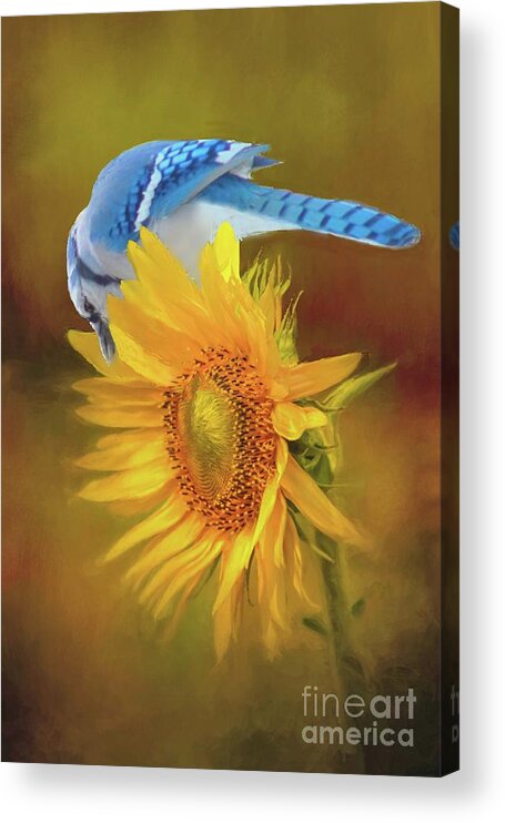 Bluejay Acrylic Print featuring the photograph It is All About the Seeds by Janette Boyd
