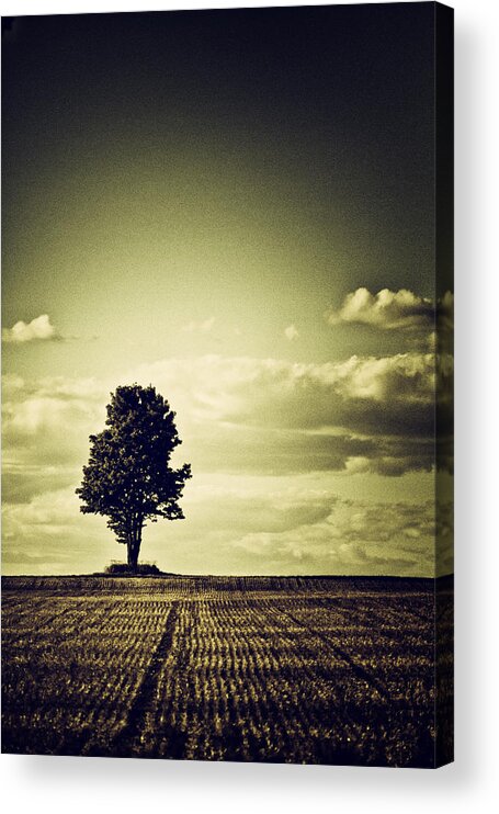 Tree Acrylic Print featuring the photograph I've been watching...and...waiting.... by Russell Styles