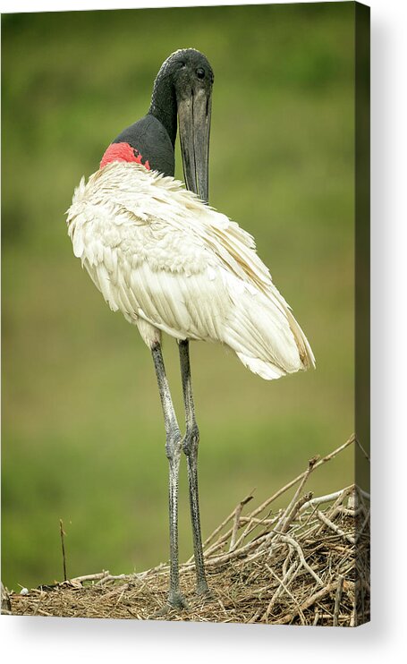 Jabaru Acrylic Print featuring the photograph Jabaru Stork in nest by Steven Upton