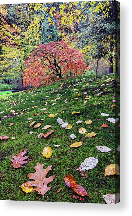 Japanese Acrylic Print featuring the photograph Japanese Maple Tree on a Mossy Slope by David Gn