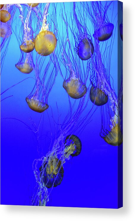 Jellies Acrylic Print featuring the photograph Jellies No. 408-1 by Sandy Taylor