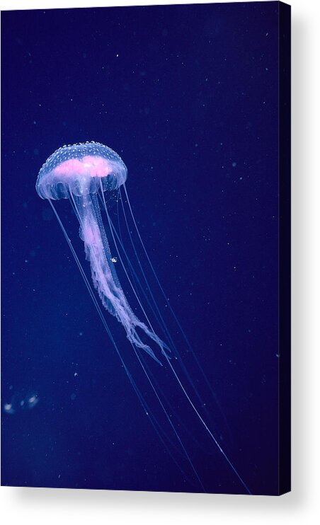 A88e Acrylic Print featuring the photograph Jellyfish by Dave Fleetham - Printscapes
