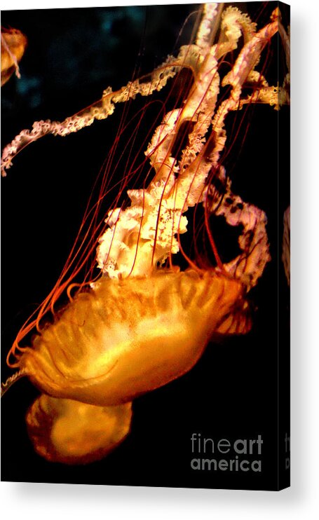 Jellyfish Delight Acrylic Print featuring the photograph Jellyfish Delight by Mariola Bitner