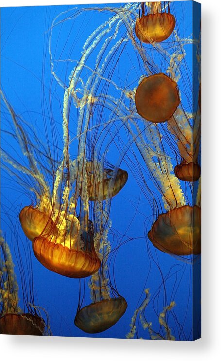 Animal Acrylic Print featuring the photograph Jellyfish Family by Marilyn Hunt