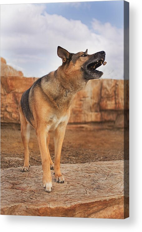 Animals Acrylic Print featuring the photograph Jerry Lee by Brian Cross