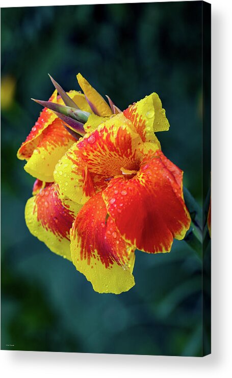 Punta Acrylic Print featuring the photograph Jungle Flowers by Ross Henton