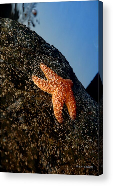 Starfish Acrylic Print featuring the photograph Just A Star Reaching For The Sky by Donna Blackhall
