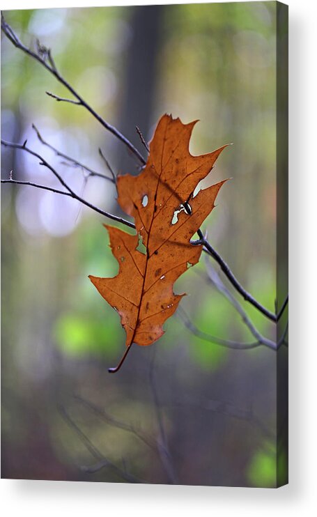 Oak Leaf Acrylic Print featuring the photograph Just Hangin Out 2 110417 by Mary Bedy
