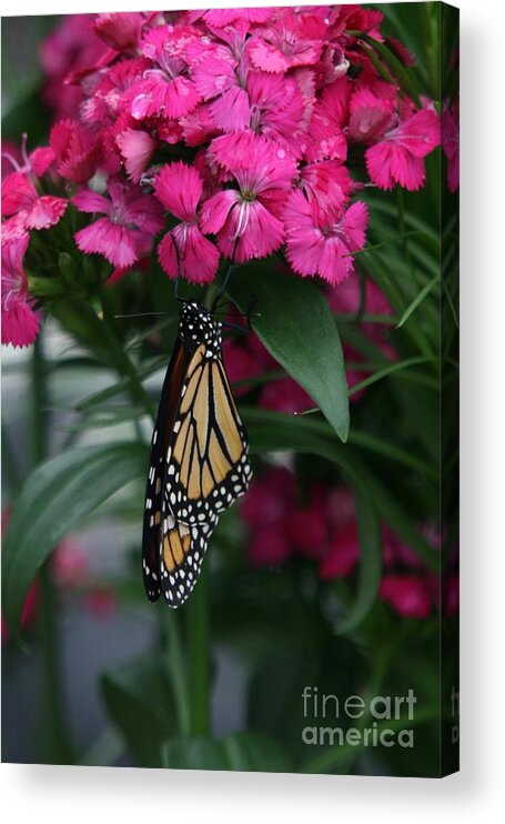 Nature Acrylic Print featuring the photograph Just Hangin' Out by Crystal Nederman