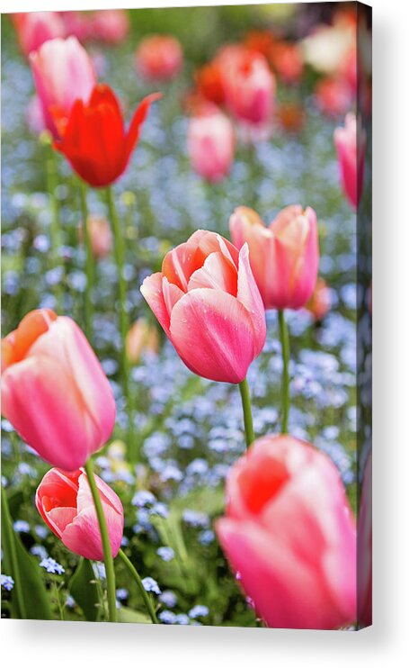 Keukenhof Acrylic Print featuring the photograph Keukenhof Tulips - Amsterdam by Melanie Alexandra Price