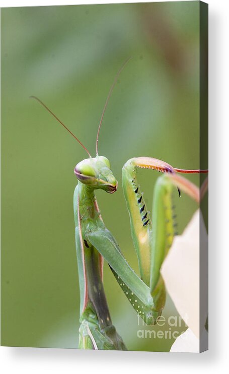 Insect Acrylic Print featuring the photograph Killer Profile by Douglas Kikendall