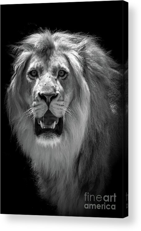 Lion Acrylic Print featuring the photograph King Of The Jungle by Adrian De Leon Art and Photography
