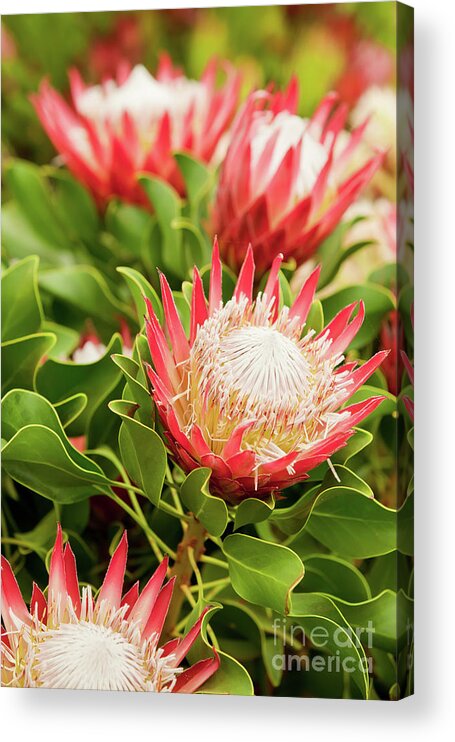 King Protea Acrylic Print featuring the photograph King Protea flowers by Simon Bratt