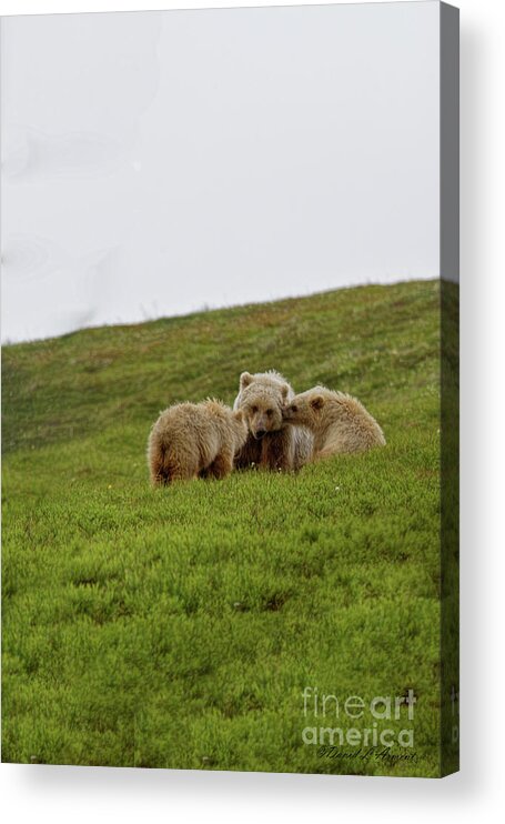Cub Acrylic Print featuring the photograph Kisses for Mom by David Arment