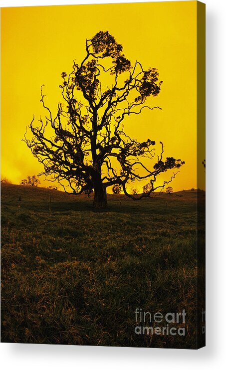 Alone Acrylic Print featuring the photograph Koa Tree Silhouette by Carl Shaneff - Printscapes