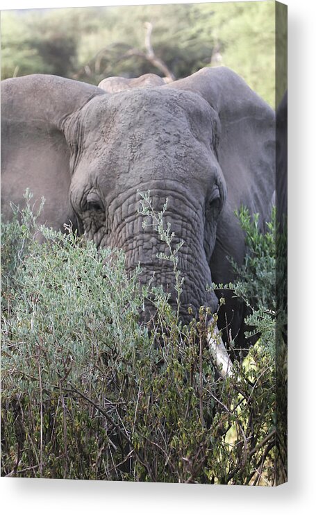 Gary Hall Acrylic Print featuring the photograph Lake Manyara Elephant by Gary Hall